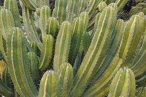 kaktus taggig suckulent växt av familjen kaktaceae foto