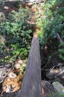 fallna träd över en flod som bildar en bro. Kapstaden. foto
