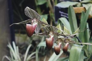 närbild av vackra paphiopedilum orkidé foto