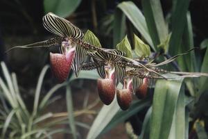 närbild av vackra paphiopedilum orkidé foto