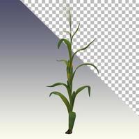 närbild visa 3D-rendering majsfält isolerade. foto