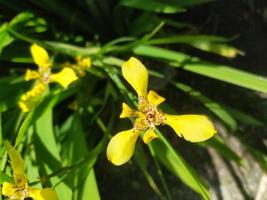 blommor gula i trädgården foto