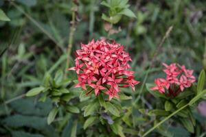 vackra blommor i trädgården. foto