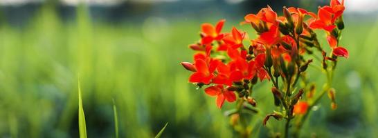 blommor på våren och gräs bakgrund foto