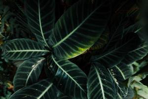 närbild naturvy av tropiska löv bakgrund foto