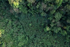 högvinkel tropisk skog och väg in i skogen foto