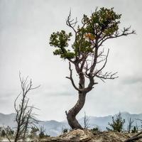 träd som klamrar sig fast vid livet vid maffiga varma källor foto