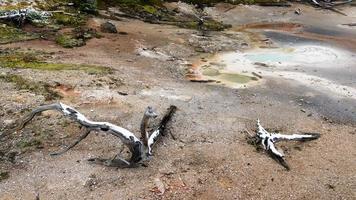 konstnär måla krukor i Yellowstone nationalpark foto