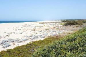 vacker flygfoto över en sandstrand utan folk. isväxt som växer. alentejo, portugal foto