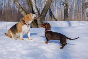 beagle hund leker med en taxvalp medan du går i en snöig park foto