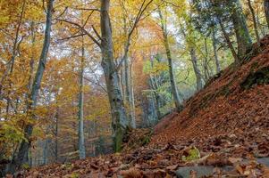 förtrollad skog med höstens färger foto