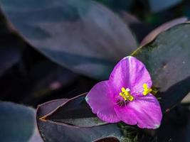 lila hjärtblomma med latinskt namn eller vetenskapligt namn tradescantia pallida vacker, naturlig bakgrund, blomtapeter foto