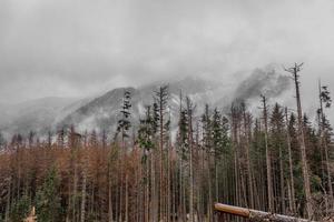 höstvy, gulgröna träd och snöklädda berg. morske oko, Polen, Europa foto