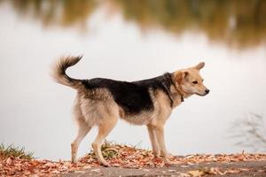 en söt stor hund som går utomhus i höstparken nära sjön. selektiv fokusering foto