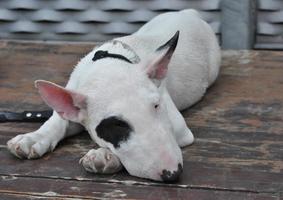 bull terrier hund foto