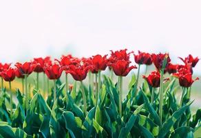 fantastiskt blommande röda tulpanmönster utomhus. natur, blommor, vår, trädgårdsarbete koncept foto