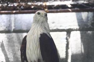 brahminy kite eller elang bondol. rovfågel. foto