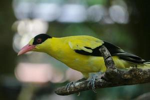 svart nacka oriole eller enda gul fågel uppflugen på en trädgren. foto