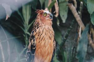 buffy fish owl även kallad malay fish owl foto