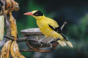 svart nacka oriole eller enda gul fågel uppflugen på en trädgren. foto