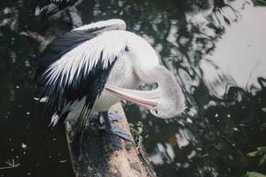 pelikan i parken som sitter ovanför dammen. foto