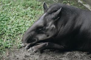 sydamerikansk tapir, även känd som den brasilianska tapiren. sällsynt djur i fångenskap. foto