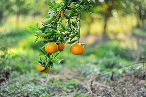apelsiner i vår trädgård foto