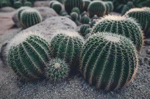 grön kaktus med mycket vassa ryggar. foto
