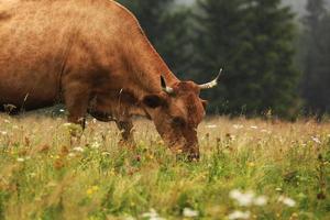 en röd ko betar på en sommaräng med berg i bakgrunden. tjurens år. lantlig gård i bergen. betande boskap. foto
