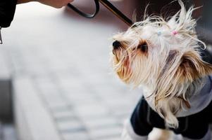 närbild porträtt av yorkshire terrier hund i koppel. foto