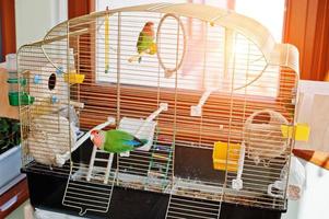 rolig lovebird papegoja i stor bur på rum med solsken. foto