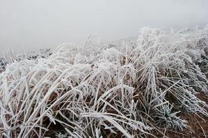 närbild frost högt gräs på dimma. foto