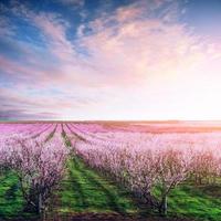 blommande trädträdgård foto