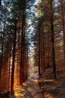 ljus i skogen foto
