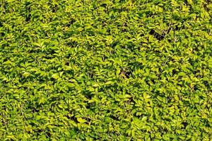 vacker natur gröna blad för bakgrund. foto