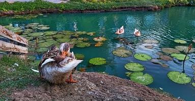 en anka står nära en damm med lotusblad. foto