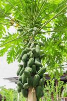 ekologisk grön papaya på träd i fruktträdgården i thailand. foto