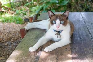 vit och brun thaikatt med blå ögon tittar på en kamera. foto