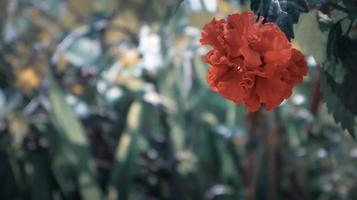 hibiscus rosa sinensis i trädgården på oskärpa naturbakgrund i vintagekänsla. foto