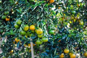 apelsinträdgård med många mogna fruktträdgårdar. gult ansikte den orange trädgården av trädgårdsmästare som väntar på skörden. foto