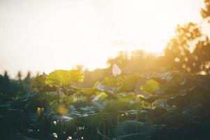lotusdamm och soluppgång foto