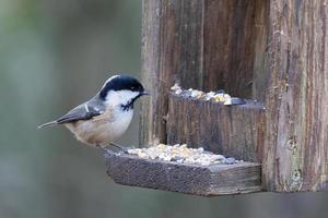 kolmes uppflugen på en fågelmatare i trä och letar efter mat foto