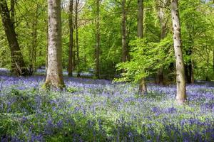 blåklockor i staffhurst skog nära oxted surrey foto