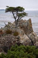 monterey cypress träd på Carmel kusten foto