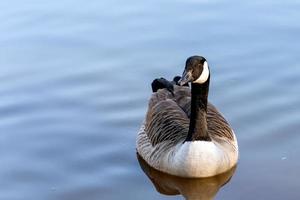 canada goose simmar i sjön vid riverside garden park foto