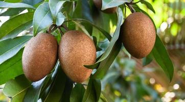 ett gäng sapodilla som planterats naturligt på det asiatiska folkets bakgård. foto