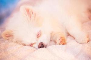 pomeranian spitz valp sover på en beige pläd. söt valp. foto