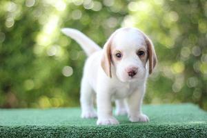 dessa hundar används för att upptäcka matvaror i bagaget. beagles har utmärkta näsor. beaglar används i en rad forskningsprocedurer. foto