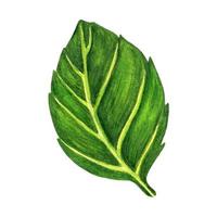färsk basilika blad akvarell illustration. handritad botanisk skiss isolerad på vit bakgrund. kryddig vårört, trädgårdskrydda. saftig grön växt för att dekorera meny, café, inslagning foto