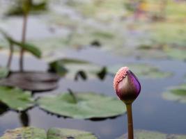 lotus och körsbärsmussla foto